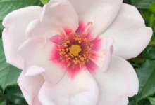 chawton cottage rose