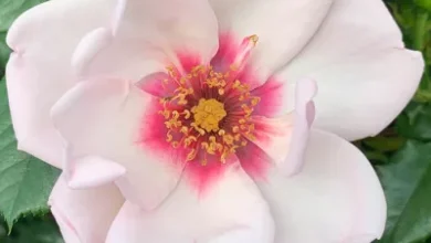 chawton cottage rose