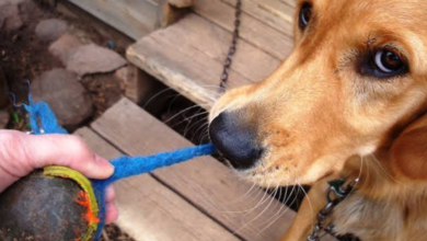 how to make a dog throw up