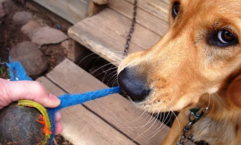 how to make a dog throw up